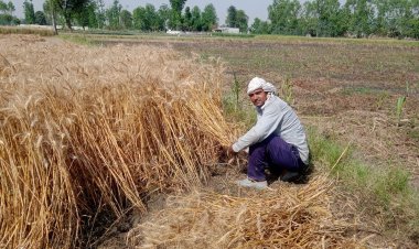 कांग्रेस के वादे की काट में मोदी सरकार ने गेहूं का एमएसपी 150 रुपये क्विंटल बढ़ाया, नौ साल में अब तक की सबसे बड़ी बढ़ोतरी