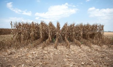 2022 पांचवां सबसे गर्म साल रहा, भारत में फसलों को हुआ नुकसान: डब्ल्यूएमओ