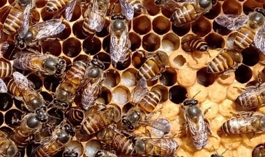 ‘मधु क्रांति’ को रफ्तार दे रहा मधुमक्खी पालन