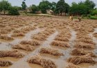 बेमौसम बारिशः मई की गर्मी से राहत मगर किसानों के लिए आफत, तस्वीरों में देखें फसलों की बर्बादी