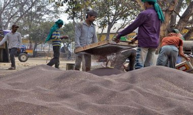 खाद्य तेलों के भारी आयात से किसानों का बुरा हाल, सरसों एमएसपी से 1000-1200 रुपये प्रति क्विंटल नीचे बिक रहा