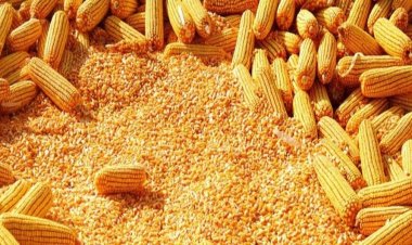 मक्का में गिरावट जारी, भाव घटने से किसानों को 20 हजार रुपये प्रति एकड़ का हो रहा नुकसान