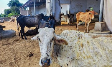 लंपी रोग फिर लौटा, चार राज्यों में फैला, बगैर वैक्सीनेशन के स्थिति बदतर होने की आशंका