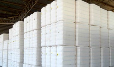 कपास के घरेलू दाम ज्यादा रहने से निर्यात 64 फीसदी घटाः सीएआई