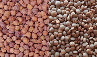 दाल कीमतों पर नियंत्रण के लिए चना स्टॉक और आयात का सहारा