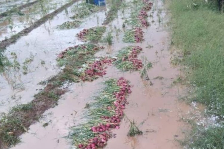 रबी की प्याज का बुरा हाल