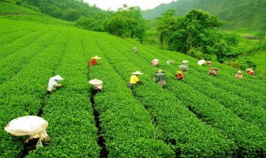 दार्जिलिंग के चाय बागानों पर पड़ रही दोहरी मार, उत्पादकता और कीमत दोनों घटी