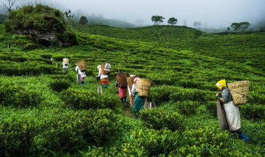 चाय निर्यात को बढ़ावा देने के लिए निर्यातकों ने सरकार से मांगा समर्थन, 2023 में निर्यात 10 फीसदी घटने की आशंका