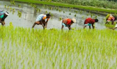 खरीफ फसलों के एमएसपी की एआईकेएस ने की ओलचना, भारतीय किसान संघ ने सराहा