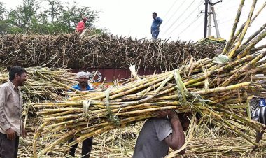 गन्ना उपज में गिरावट से चीनी उद्योग की मुश्किलें बढ़ीं, उन्नत किस्म को जल्द मंजूरी दिलवाने में जुटा इस्मा