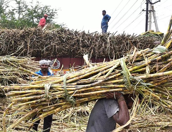 गन्ना उपज में गिरावट से चीनी उद्योग की मुश्किलें बढ़ीं, उन्नत किस्म को जल्द मंजूरी दिलवाने में जुटा इस्मा