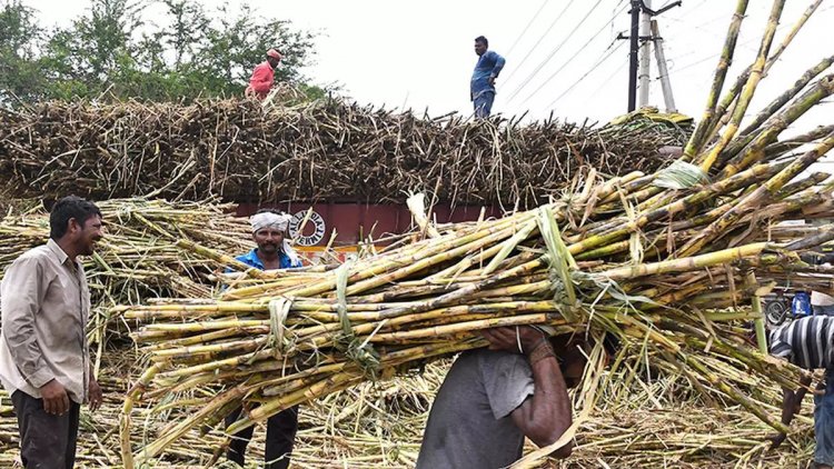गन्ना उपज में गिरावट से चीनी उद्योग की मुश्किलें बढ़ीं, उन्नत किस्म को जल्द मंजूरी दिलवाने में जुटा इस्मा