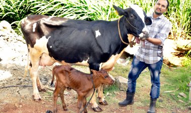 महाराष्ट्र के सांगली में भ्रूण प्रत्यारोपण से जन्मी पहली बछिया 'लक्ष्मी'