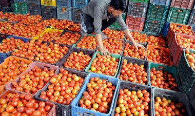 टमाटर सप्लाई चेन के प्रबंधन के लिए स्टार्टअप्स से सरकार ने मांगा आईडिया