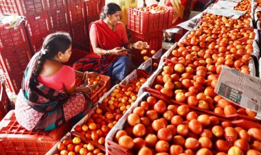 टमाटर के लिए बाजार हस्तक्षेप योजना के परिवहन घटक के कार्यान्वयन को मंजूरी