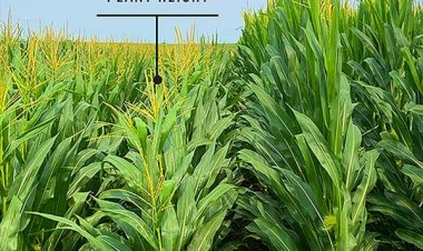 मक्का की सेमी-ड्वार्फ किस्म से फसलों के नए युग की शुरुआत, जलवायु परिवर्तन से भी बेअसर