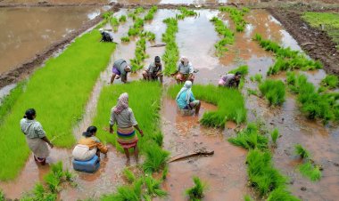 धान की बुवाई का रकबा बढ़ा मगर पैदावार को लेकर आशंका अभी बरकरार