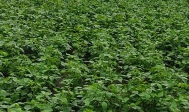 अरहर, उड़द और मूंग ने बढ़ा दी चिंता, बारिश में कमी से दालों की बुवाई 9.70 लाख हेक्टेयर घटी