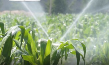 वैश्विक जल संकट और खाद्य सुरक्षा का समाधान करने में कृषि सक्षम : एफएओ