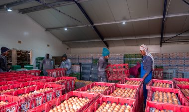 वैश्विक सेब उत्पादकों के लिए भारत आकर्षक बाजार, घरेलू किसानों को सुरक्षा की जरूरत