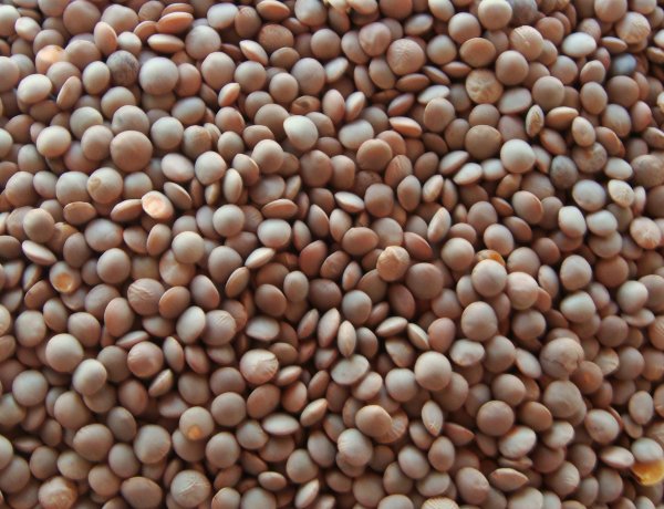 एनसीसीएफ ने बिहार में पहली बार मसूर की संगठित खरीद शुरू की