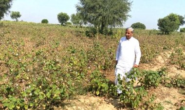 पिंक बॉलवॉर्म से राजस्थान, पंजाब एवं हरियाणा में कपास की फसल को बड़ा नुकसान, उत्पादन पर पड़ेगा असर