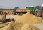 बासमती धान के दाम में आई तेजी, 6000 रुपये प्रति क्विंटल से ऊपर पहुंचा भाव