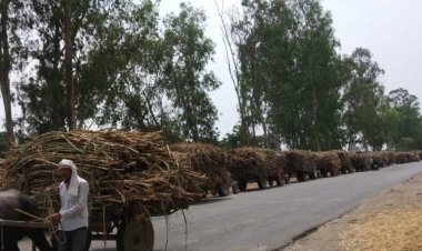 हरियाणा के गन्ना किसानों को मिलेगी ज्यादा कीमत, 386 रुपये प्रति क्विंटल हुआ मूल्य, अगले साल के लिए दाम 400 रुपये तय