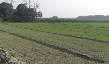 गेहूं बुवाई का रकबा 5 लाख हेक्टेयर घटा, 86 लाख हेक्टेयर में हुई बिजाई