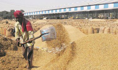 पंजाब में धान की खरीद बढ़ी, 182 लाख टन से ऊपर पहुंची