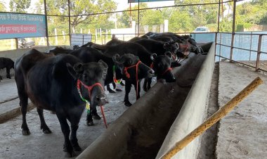करनाल के राम सिंह को सर्वश्रेष्ठ डेयरी किसान का पुरस्कार, राष्ट्रीय गोपाल रत्न अवार्ड की घोषणा, 26 नवंबर को दिया जाएगा अवार्ड