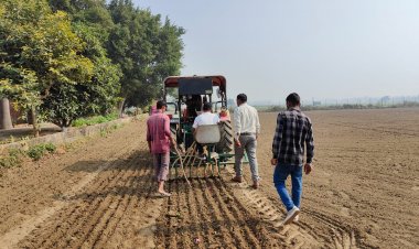 गेहूं की लेट बुवाई के लिए IIWBR ने सुझाई उपयुक्त किस्में, 25 दिसंबर तक बुवाई पूरी करने की सलाह
