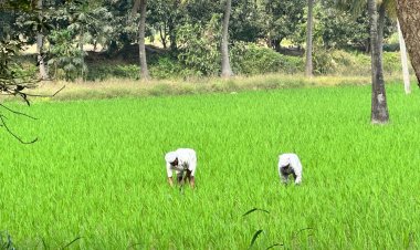 एग्री स्टार्टअप नर्चर ने चावल मूल्य श्रृंखला को टिकाऊ बनाने के लिए आंध्र-तेलंगाना में शुरू किया पायलट प्रोजेक्ट