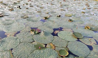 मखाना की खेती और भंडारण गृह बनाने के लिए मिलेगी 75 फीसदी सब्सिडी, यहां करें आवेदन