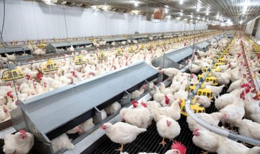 पॉल्ट्री उद्योग की कमाई में चालू वित्त वर्ष में होगी 10 फीसदी तक की वृद्धिः इक्रा