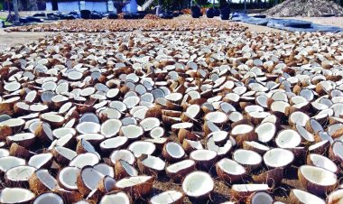 कोपरा का एमएसपी घोषित, 2024 सीजन के लिए 250-300 रुपये प्रति क्विंटल तक की हुई वृद्धि