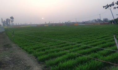 गेहूं बुवाई के रकबे में आई कमी, 308.60 लाख हेक्टेयर पर पहुंचा