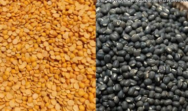 2025 तक अरहर व उड़द के ड्यूटी फ्री आयात की अनुमति, आयातकों की राह आसान, आत्मनिर्भरता दूर की कौड़ी