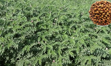 खरीफ की तरह रबी की दालों ने भी बढ़ाई चिंता, बुवाई रकबा करीब 11 लाख हेक्टेयर घटा, गेहूं के क्षेत्रफल में भी आई 4 लाख हेक्टेयर की कमी