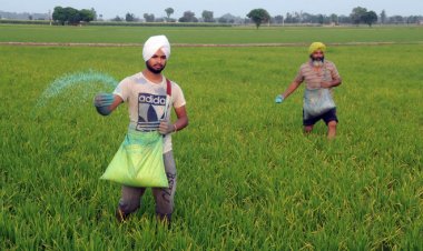 पंजाब को धान से बचाने के लिए फसल विविधिकरण पर इंसेंटिव और बिजली सब्सिडी को तर्कसंगत बनाने की जरूरत