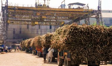 देश के चीनी उत्पादन में गिरावट, फिर भी यूपी के किसानों को गन्ना मूल्य की घोषणा का इंतजार