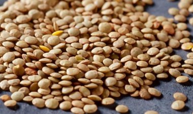 भारत में मसूर के रिकॉर्ड उत्पादन की उम्मीद, विश्व में होगा सर्वाधिक