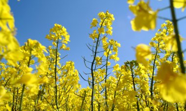 सुप्रीम कोर्ट ने जीएम फसलों पर रोक की मांग वाली याचिका पर आदेश सुरक्षित रखा