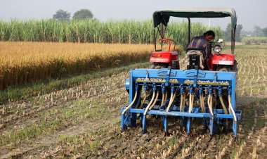 रबी सीजन में गेहूं का रकबा बढ़ा, लेकिन दालों का क्षेत्र घटा