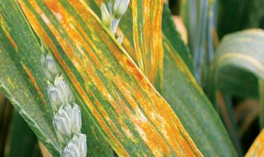 गेहूं को पाले और रोग से बचाने के लिए एडवाइजरी जारी, ऐसे करें बचाव