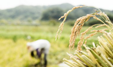 ग्लोबल मार्केट में चावल के दामों में तेजी, दूसरे देशों के निर्यातक उठा रहे फायदा