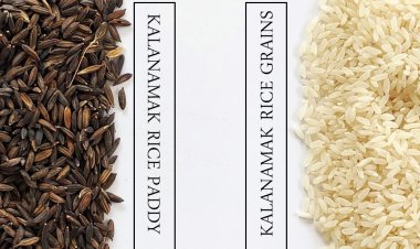 गैर-बासमती सुगंधित चावल की ग्रेडिंग के नियम जारी, गोबिंदभोग और काला नमक को मिलेगी पहचान