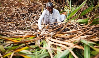 गन्ने का एफआरपी 25 रुपये बढ़ा, लेकिन कम रिकवरी से किसानों को पूरा लाभ मिलना मुश्किल