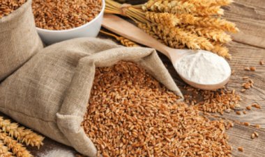 रूस के गेहूं की कीमत तीन महीने के उच्चतम स्तर पर, सूखा और आपूर्ति में कटौती का असर