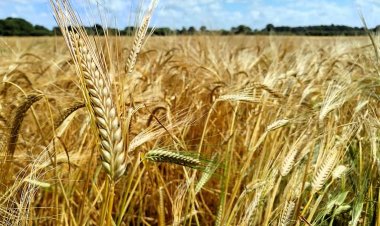 गेहूं के बंपर उत्पादन के दावे के बीच सरकार ने  खरीद लक्ष्य घटाया